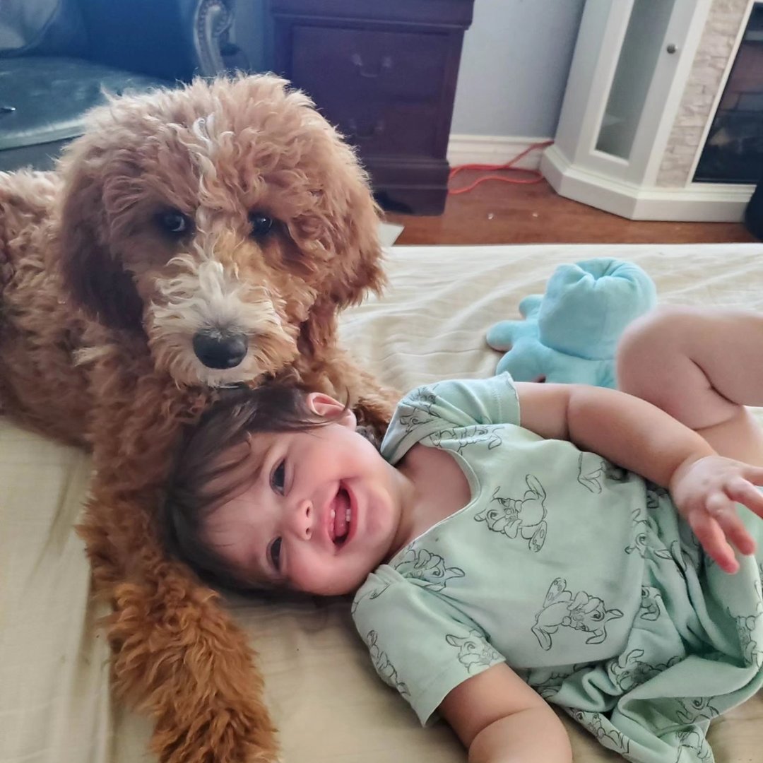 Family with Labradoodle puppies